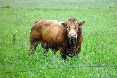 Lamb Fat - The Maker's Meadow