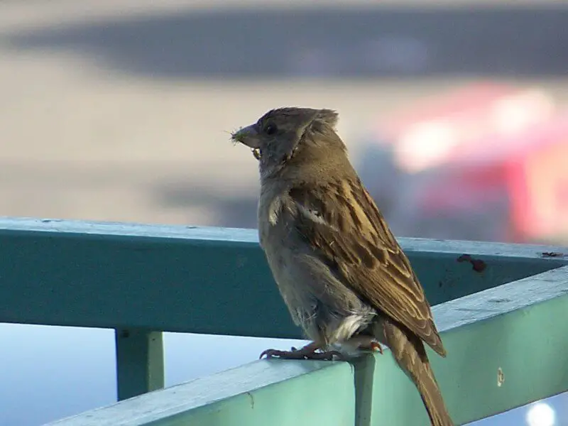 sparrow