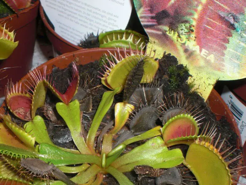 venus flytrap