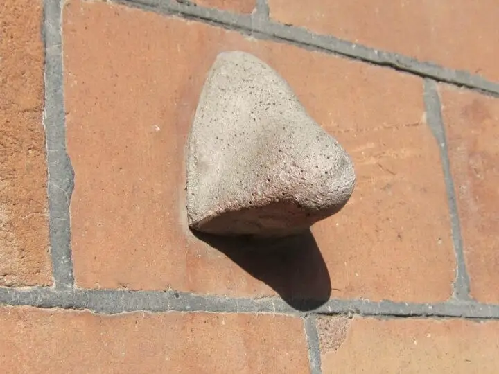 nose