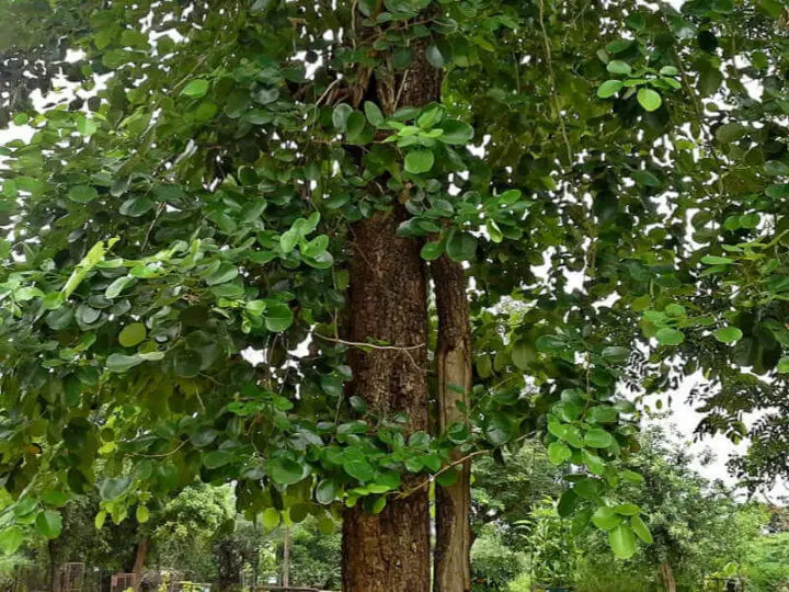 sandalwood tree