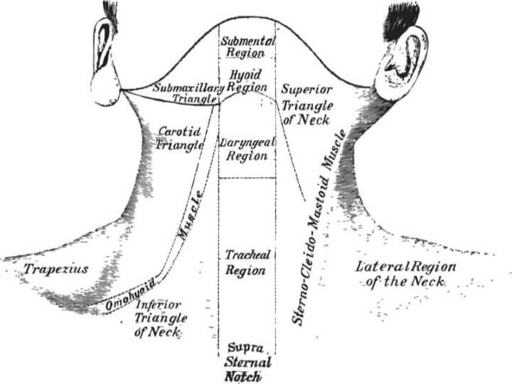 neck areas to find the neck sweet spot