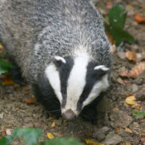 badger