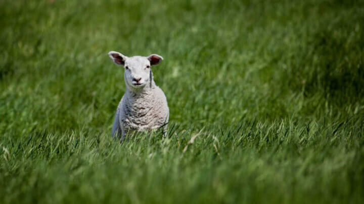 mild lamb