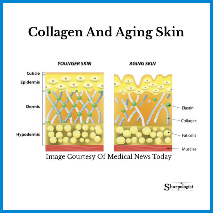 collagen and skin