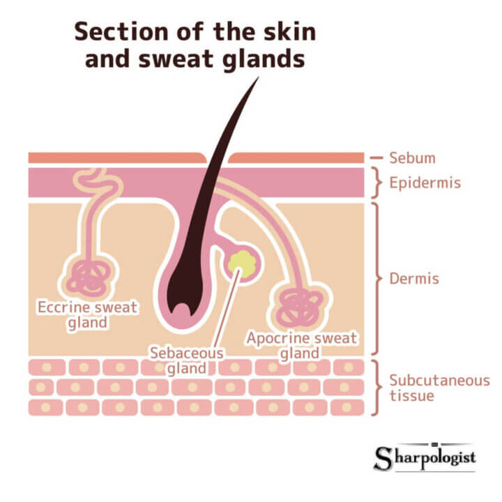 Do Pores Open And Close On The SKin Sharpologist