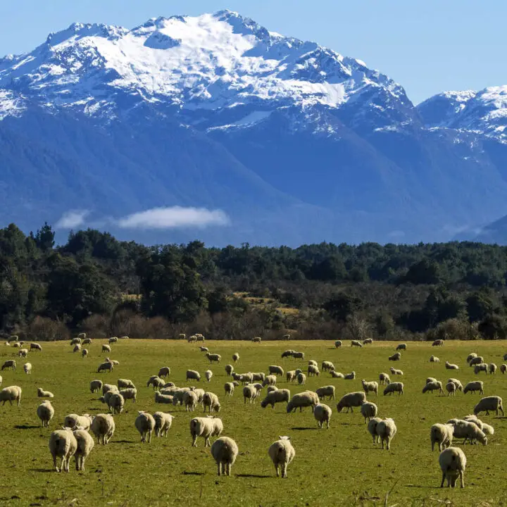 new zealand mountains and sheep